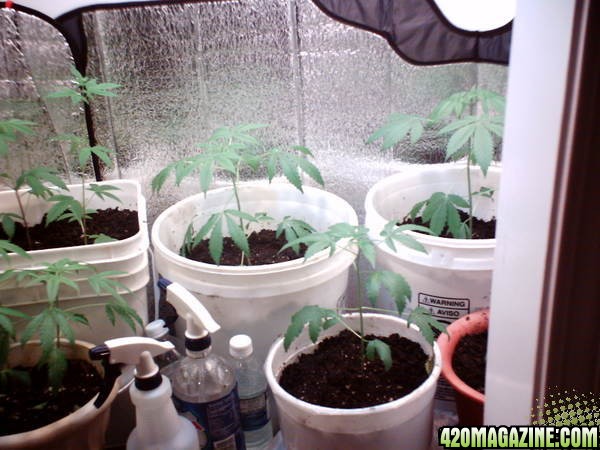 Closet Grow