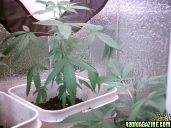 Closet Grow