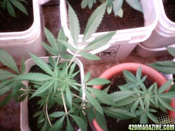 Closet Grow