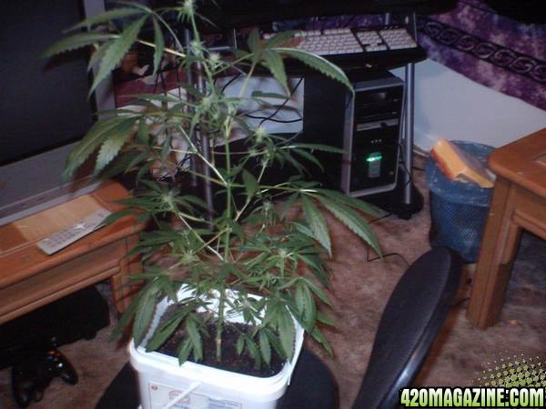 Closet Grow