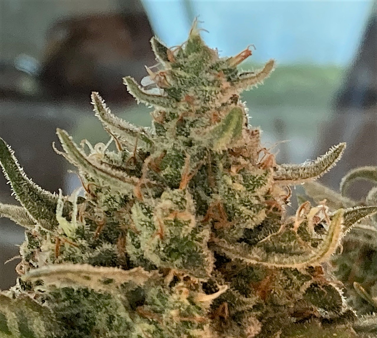 Closeup bud top at harvest day 76.jpg