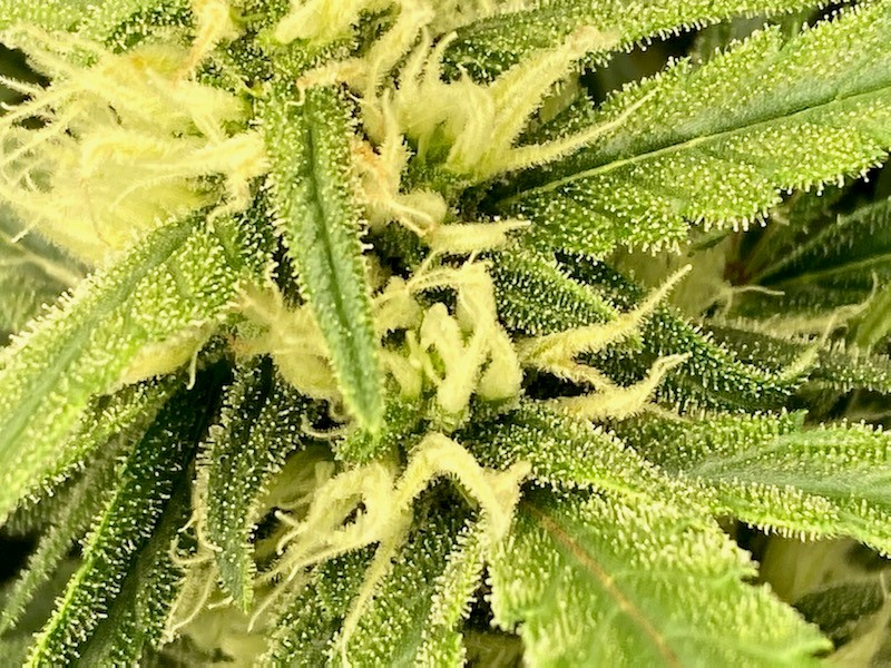 Closeup crazy pistils and first sign of color.jpg