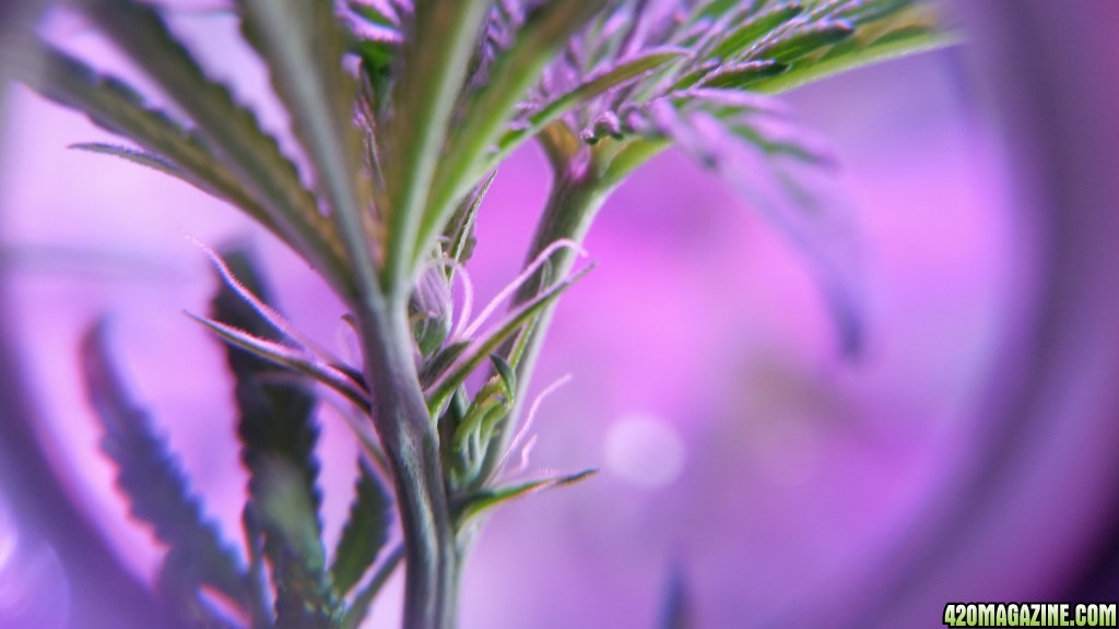 Closeup of pre-flowers Fruit Spirit