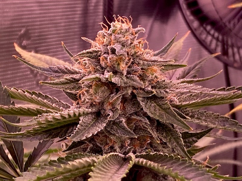 closeup of SL bud with frost fattening up.jpg