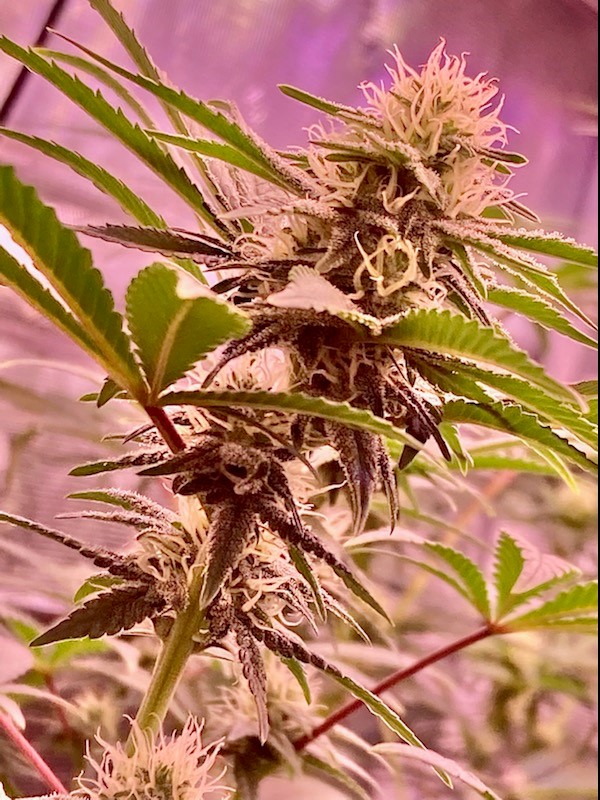 Closeup of Supd Bud.jpg