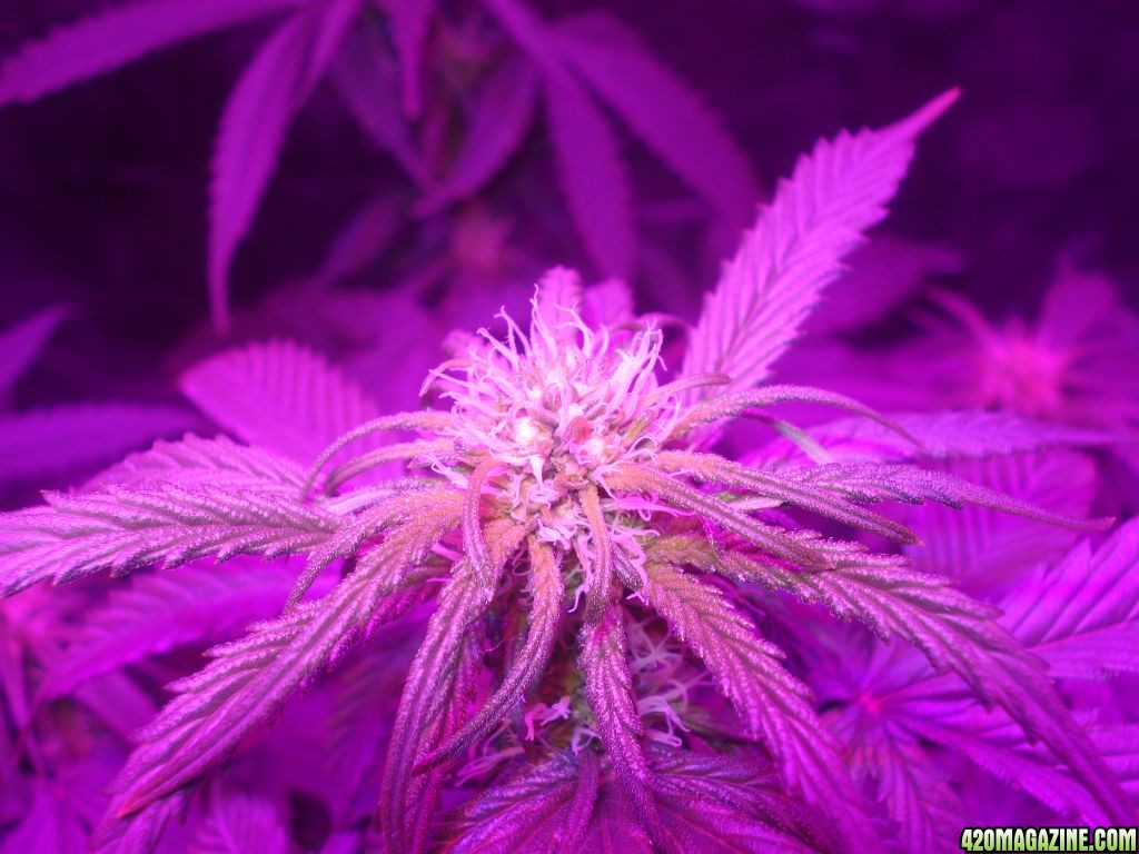 closeup shot of a led grow bud starting to pack on