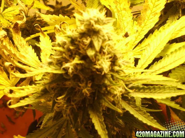 Closeup_Wk_7_chronic