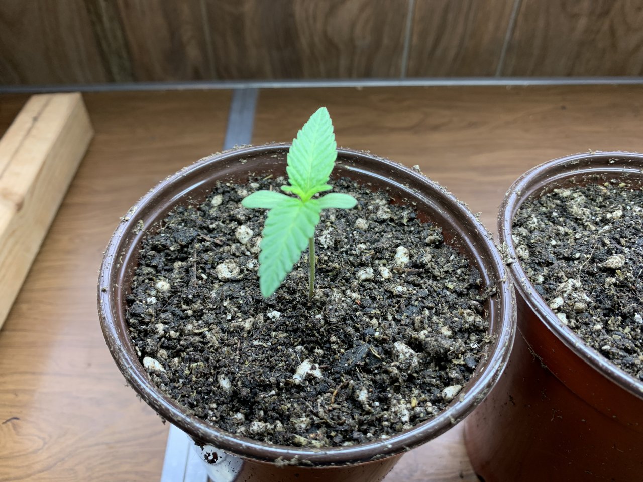 CloseUpGorillaGlueSeedling.jpg