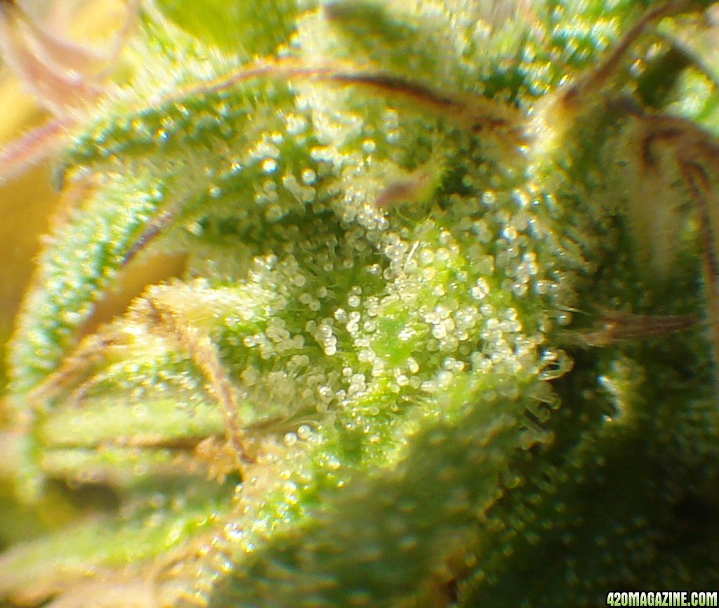 Cloudy Trichomes