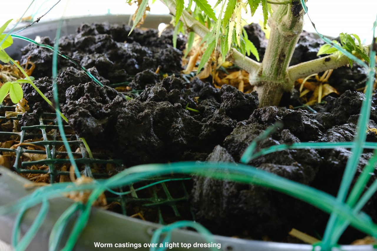 Clumps of fresh worm castings on top