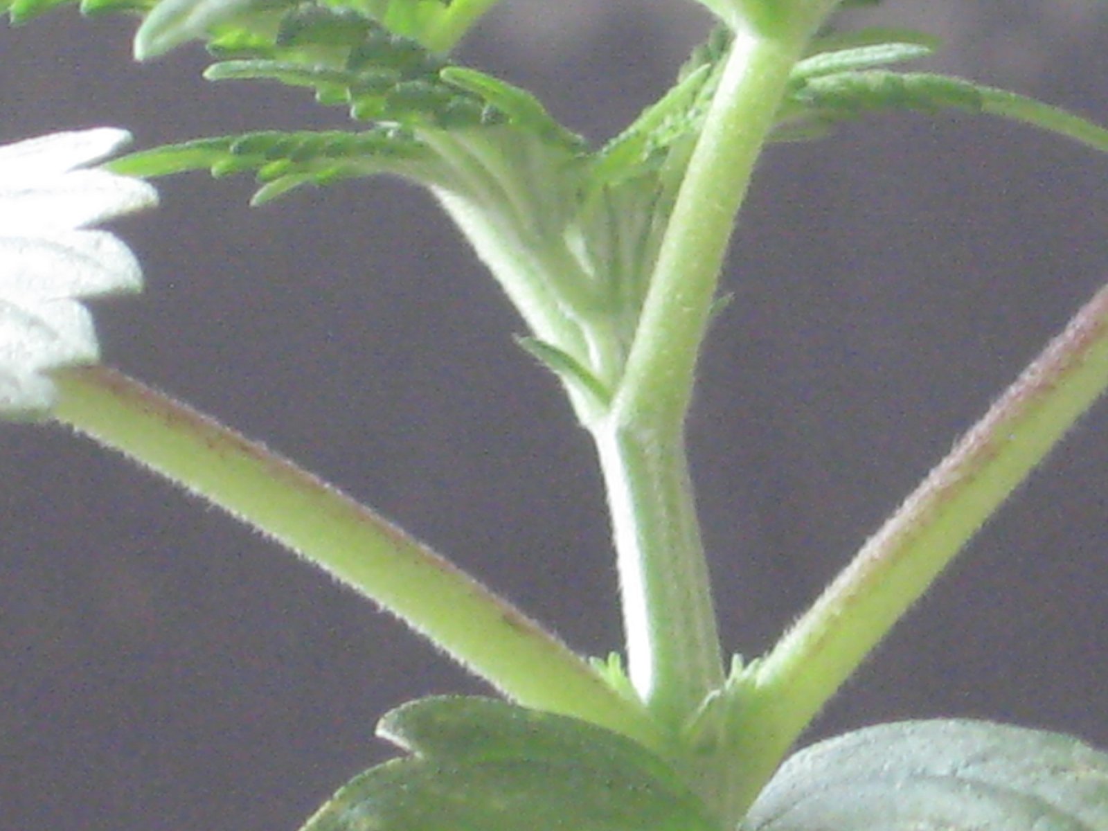 CN-Feyleaf-Preflower.JPG