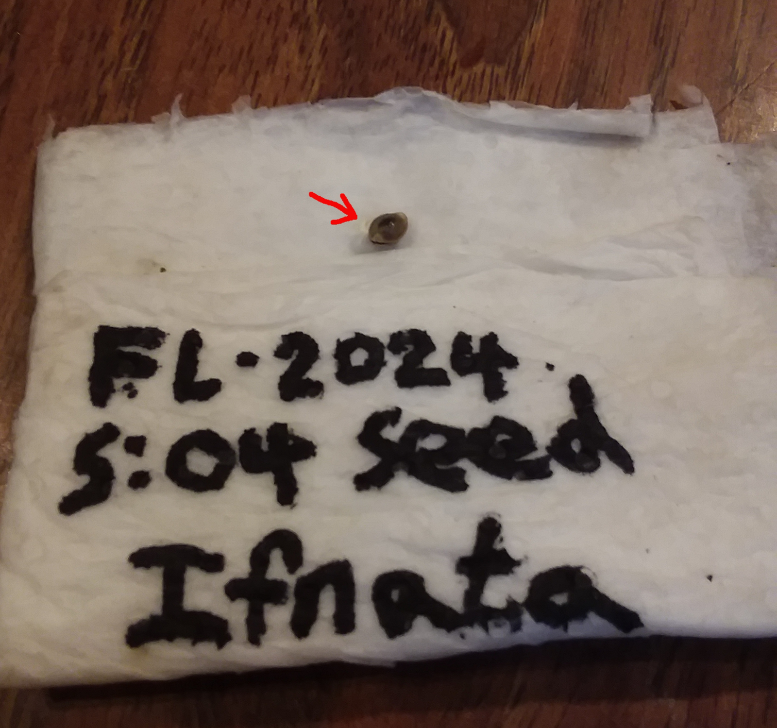 CN - Feyleaf-S04 - Ifnata Sprouted.jpg