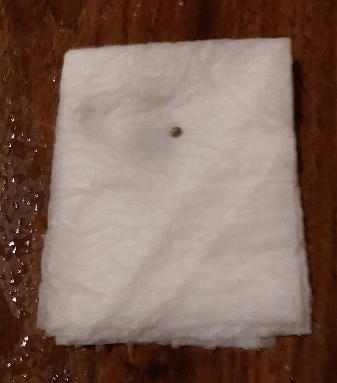 CN - GSMT1107-03 - Scamp Seed - On Napkin.jpg