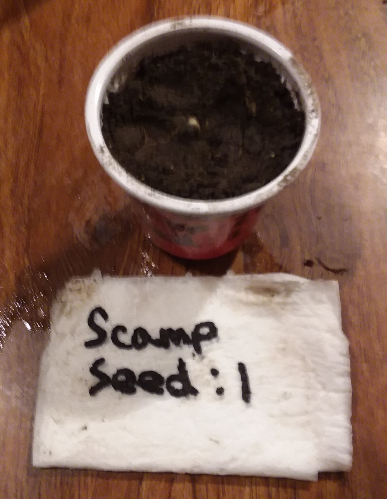 CN - GSMT1107-07 - Scamp Seed - Planted.jpg