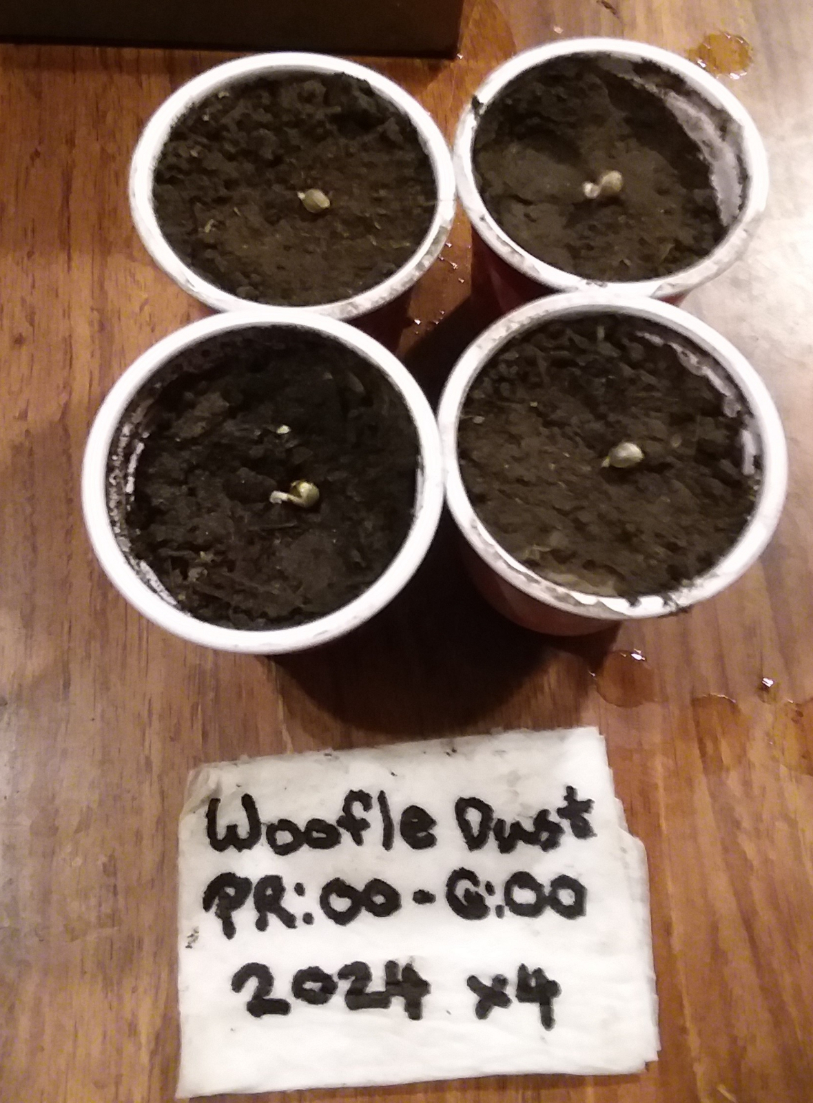 CN-J2025-00 - 13- Woofle Dusts Planted.jpg