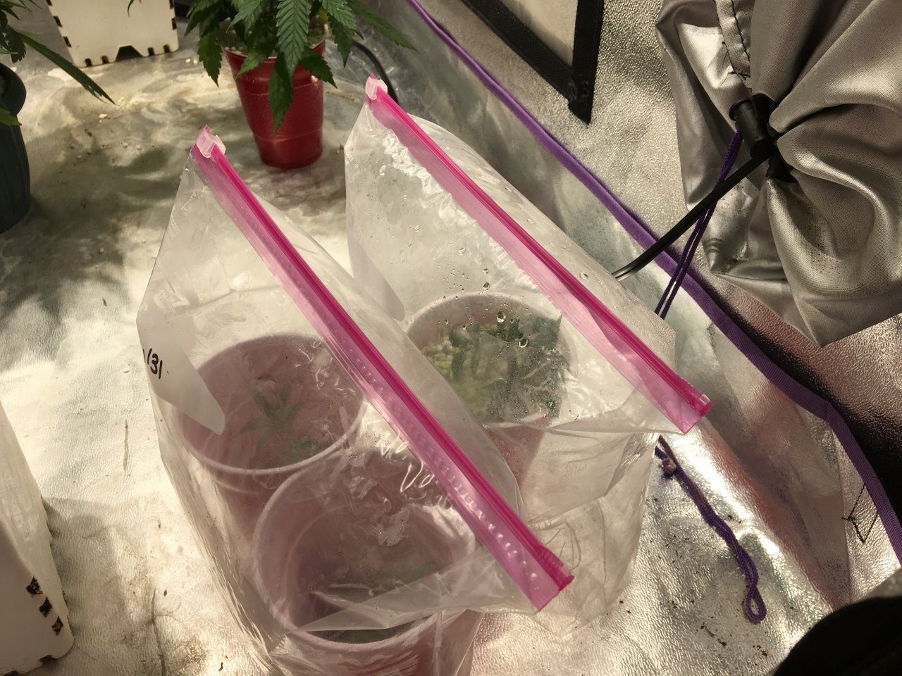 CO2-filled bags of cuttings