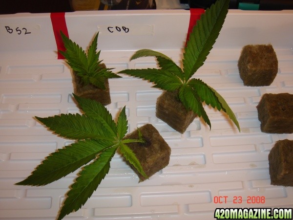 COB_Clones