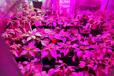 COB_grow_light