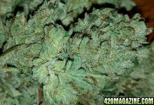 Coco GG4