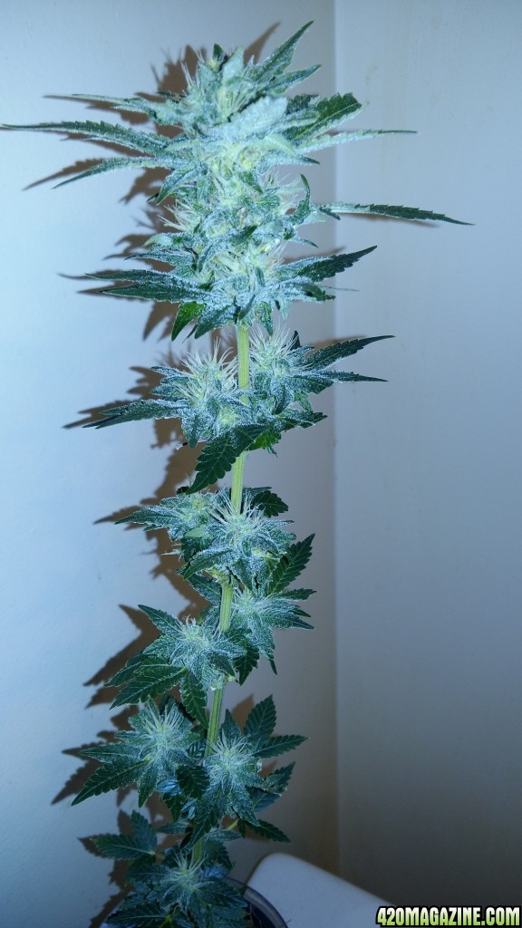 coco grow 2L pop bottles