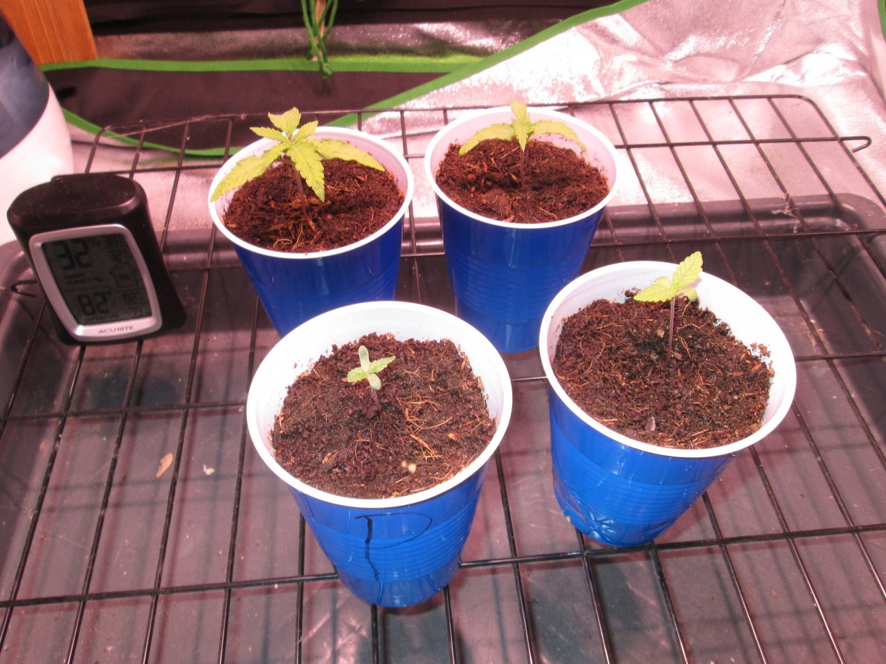 Coco Grow - Day 14.JPG