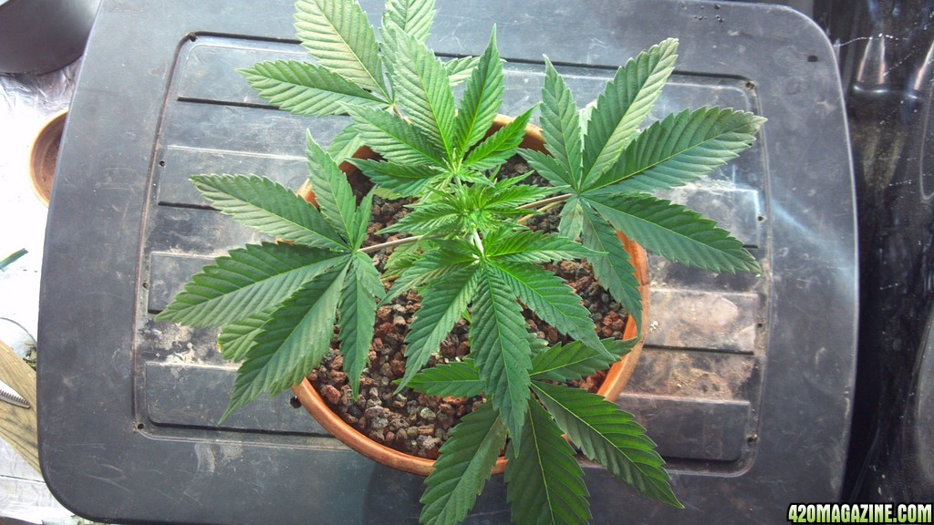 Coco grow