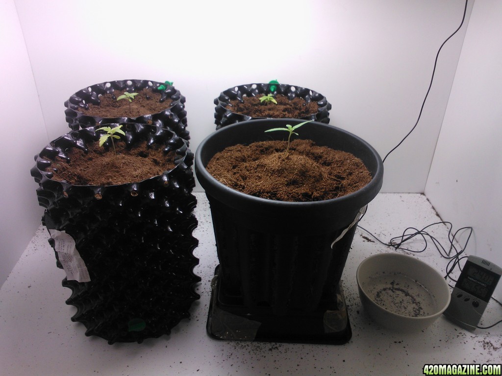 coco grow