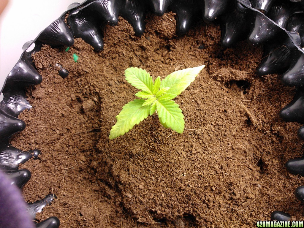 coco grow