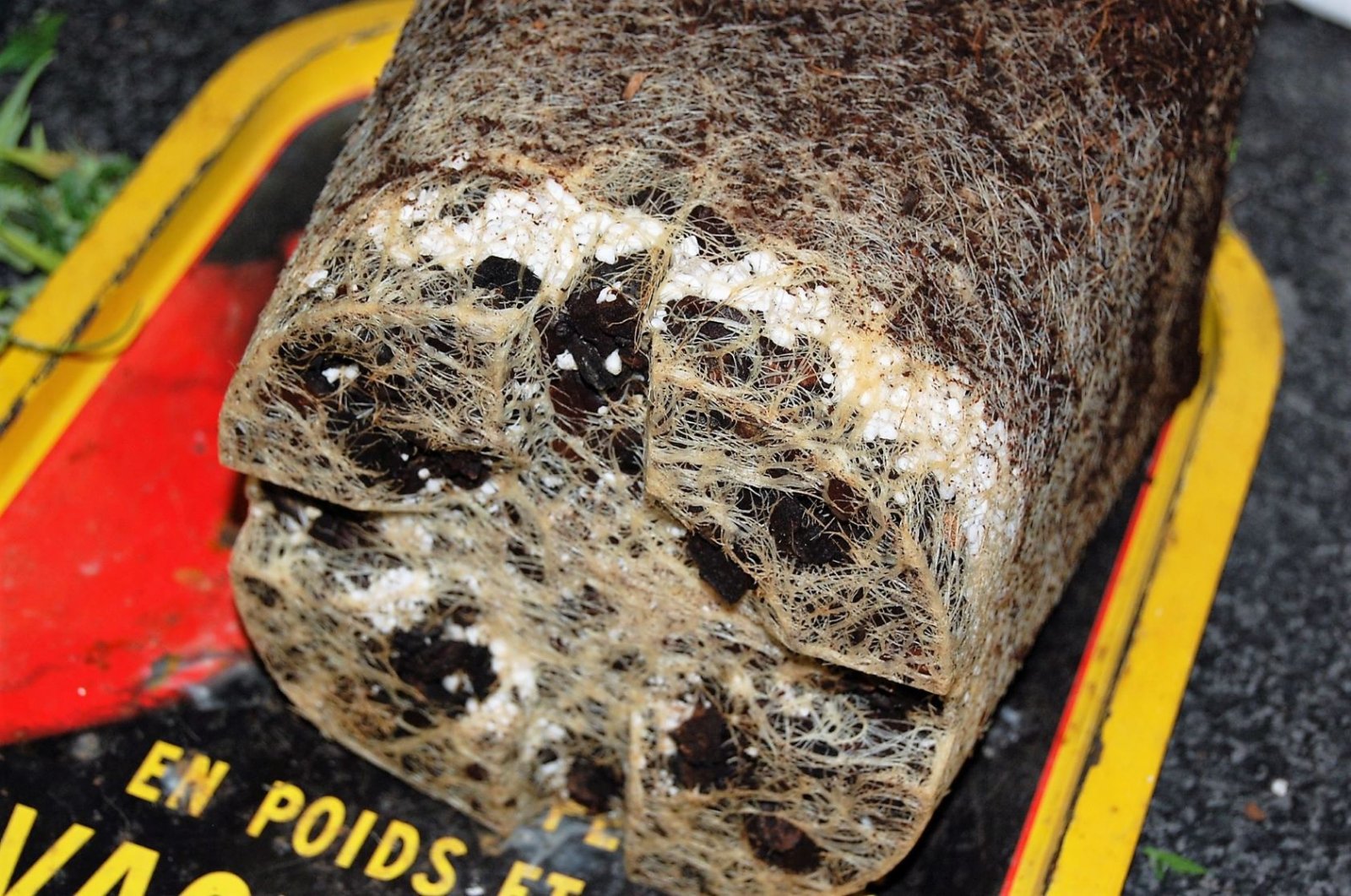 coco-perlite-roots.jpg