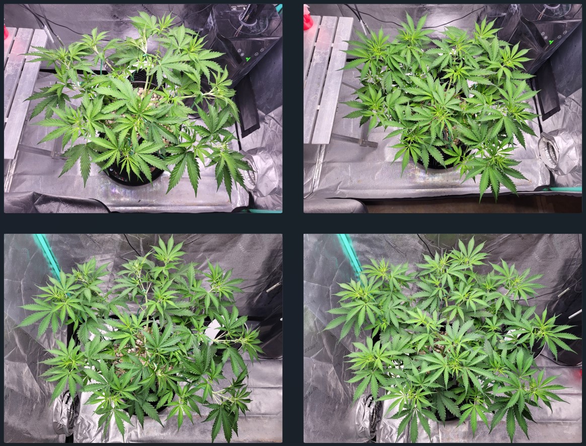 Coco week6 lst.jpg