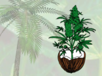 cocoforcannabislogo.png