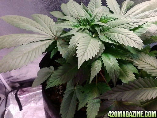 CoCoMo's Grow