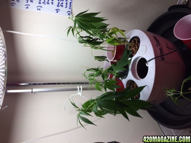 CocoPod w.clones from smashed Mother plant.