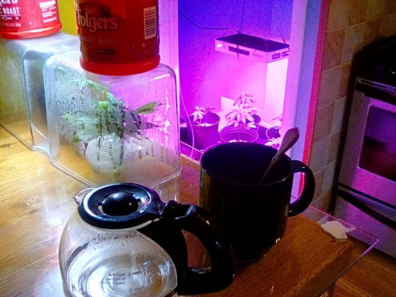 Coffee and vegetative growth.