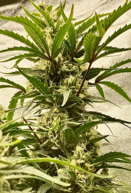 Cola bud Titan 5 17.jpg