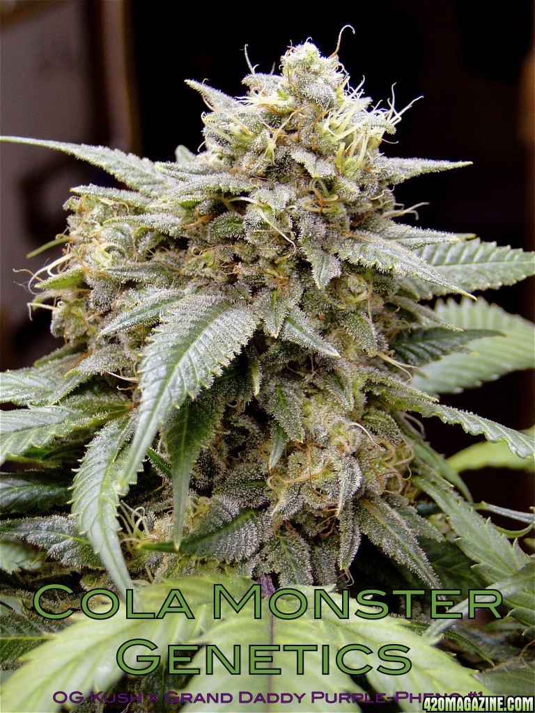 Cola Monster Genetics/OG Kush x Grand Daddy Purple-Pheno #1