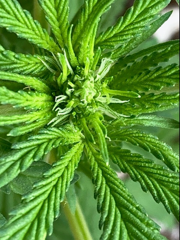 cola pistils I believe.jpg