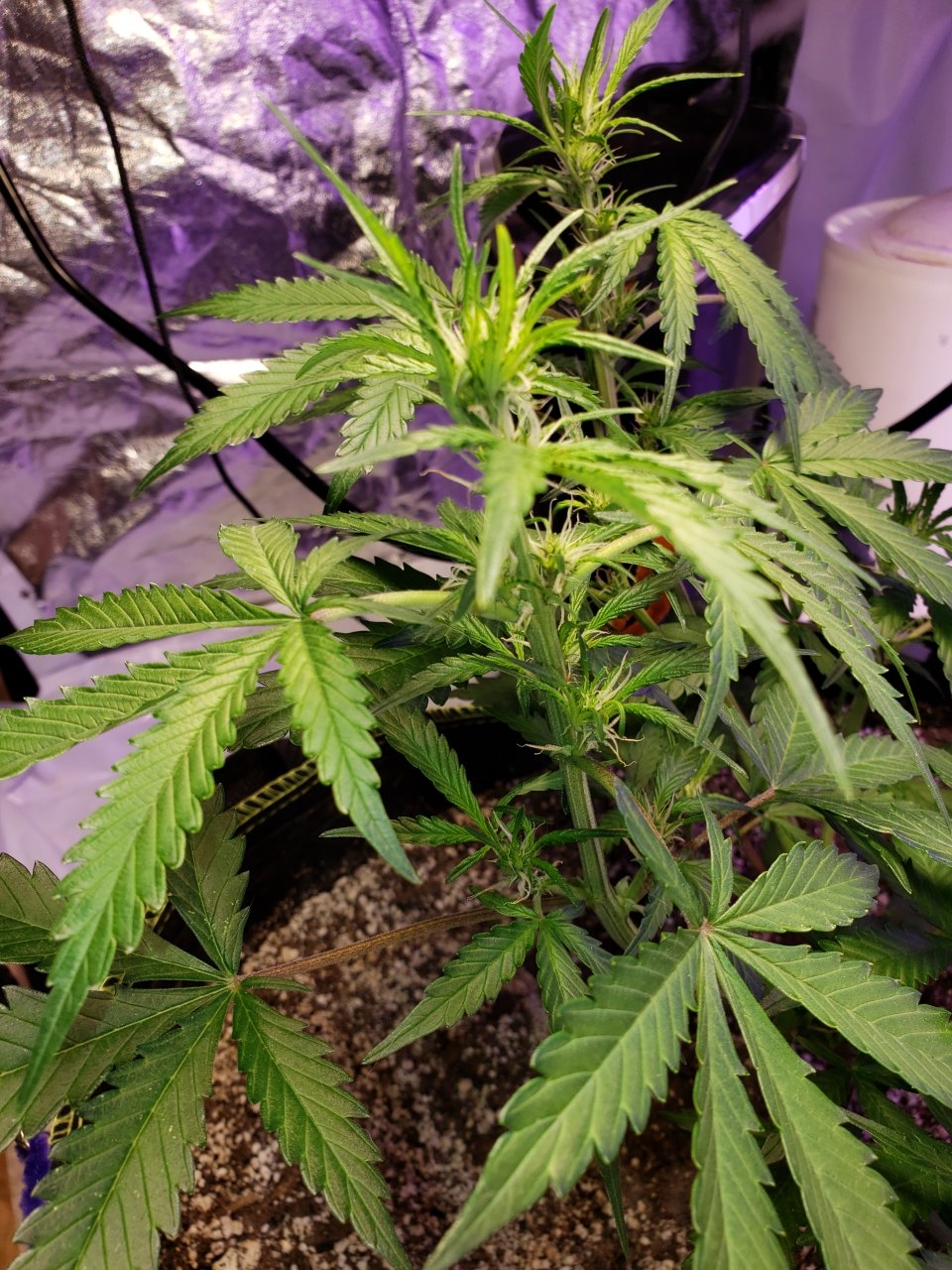 Cola shot Bluedream Auto