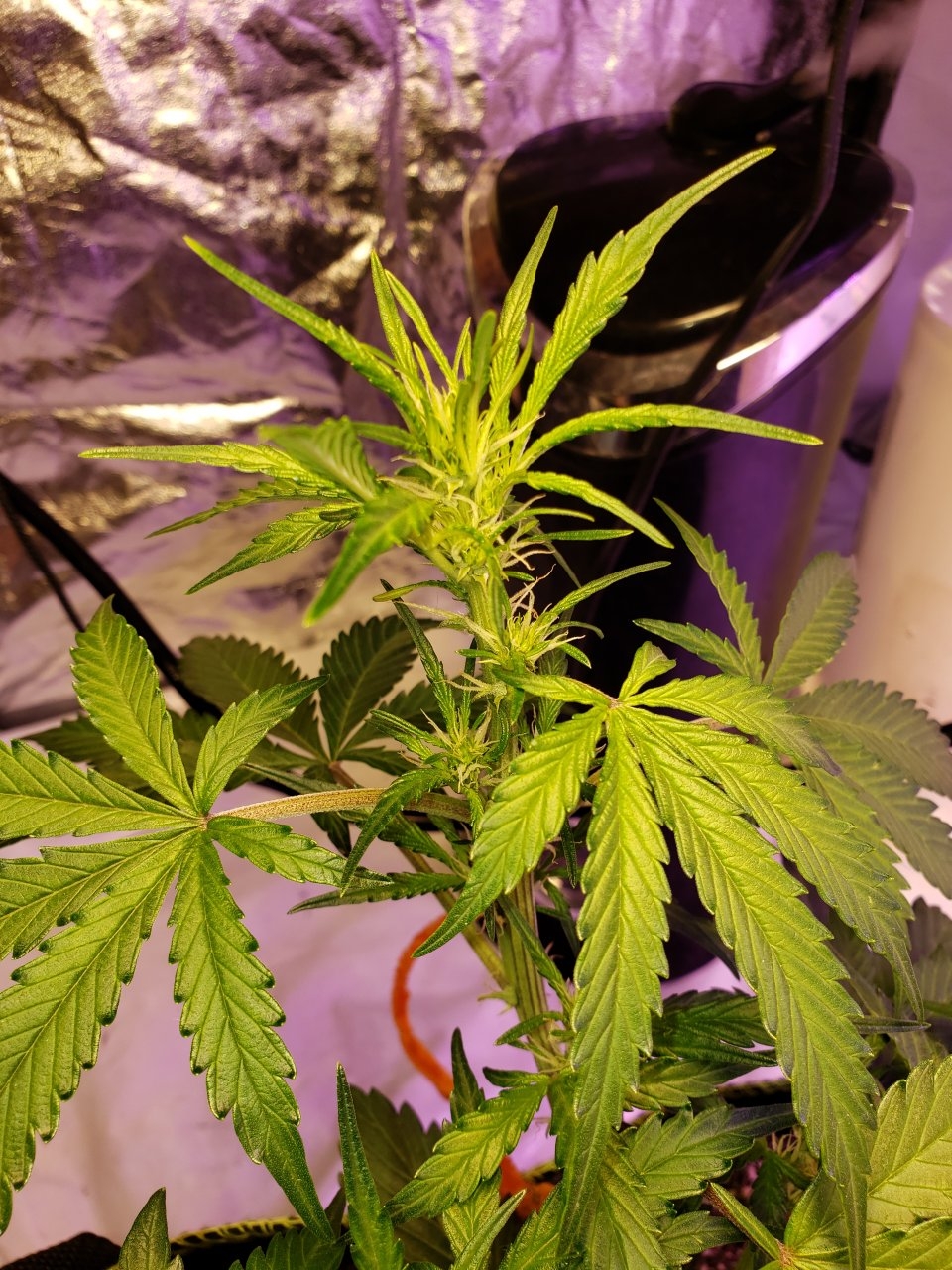 Cola shot Bluedream Auto