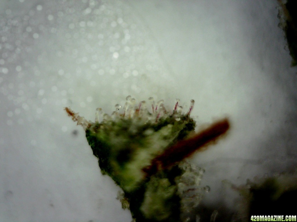 Cola Trichomes @ ~200X