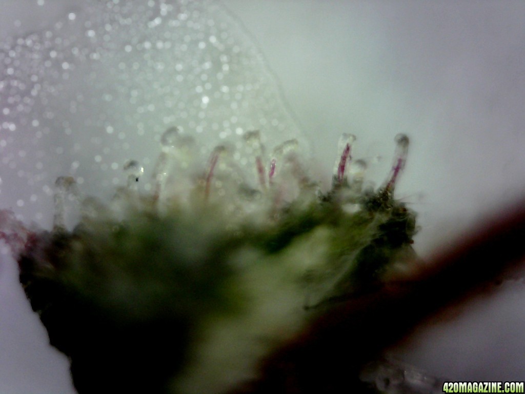 Cola Trichomes @ ~400X