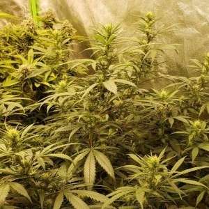 Colombian Gold clone #1.jpg