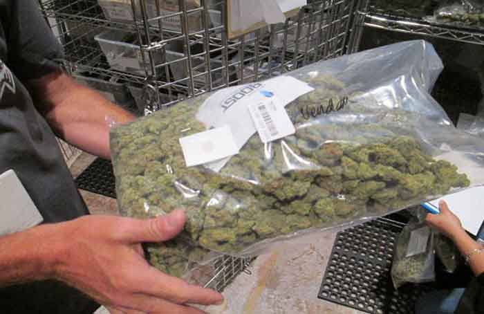 Commercial Cannabis - Sentinel File Photo