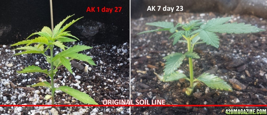 Compare AK to AK