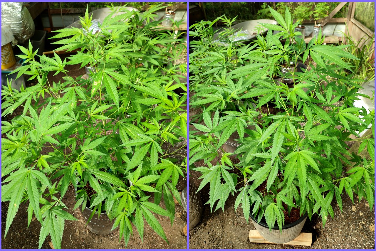 comparison_grow2.jpg