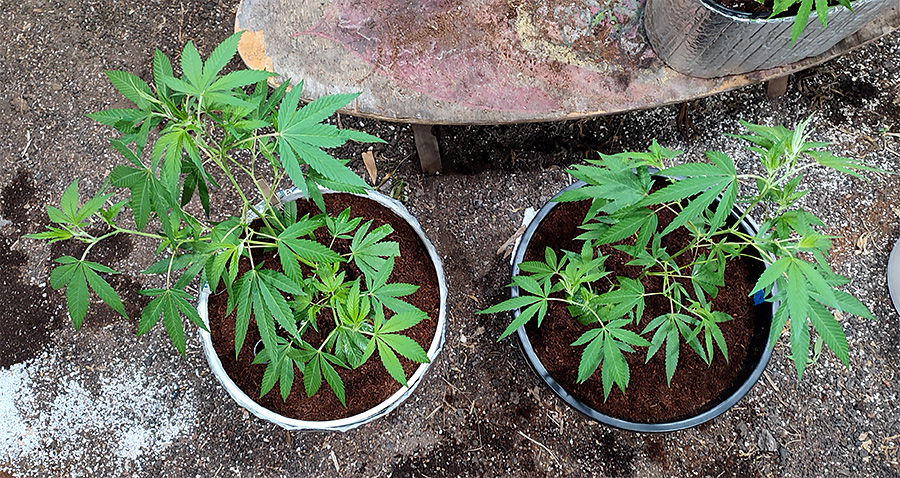 comparison_grow_topview_start.jpg