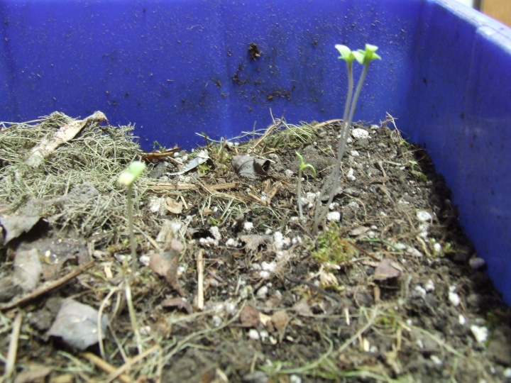 compost seedlings.jpg