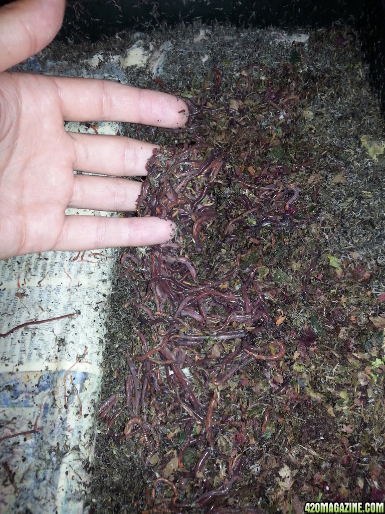 compost worms