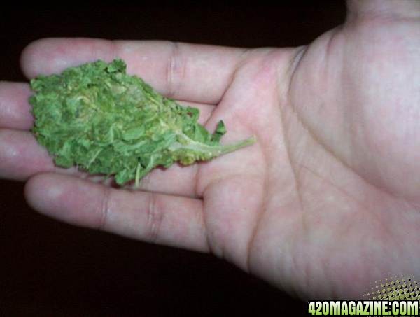 Compressed Mexican buds