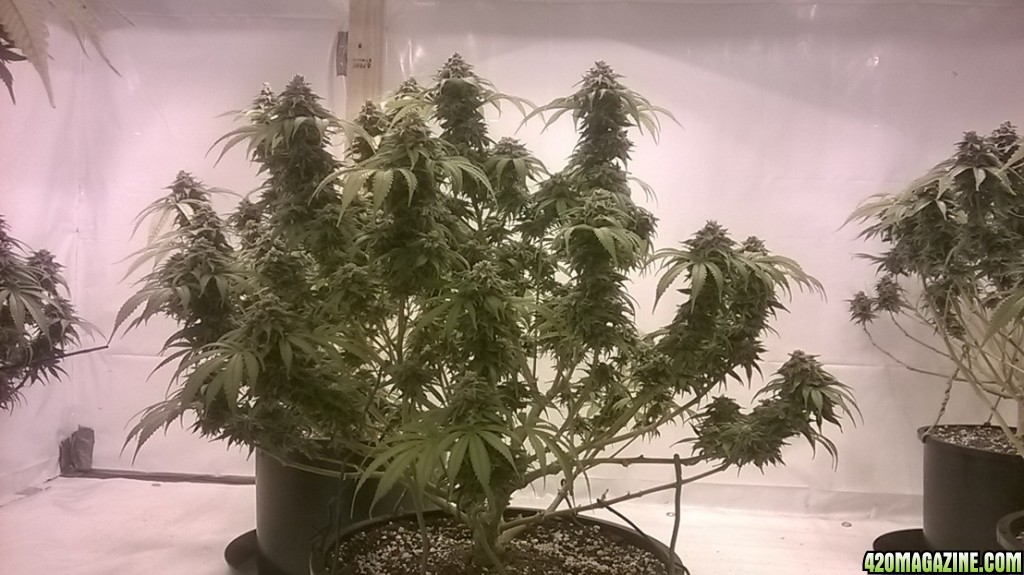 Connie Chung day 45